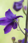 Alabama larkspur